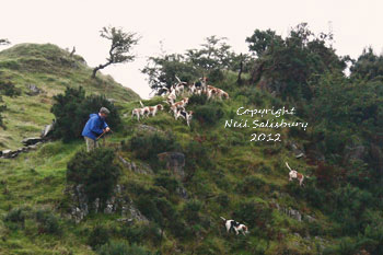 Beagles on the Coniston Fells by Betty Fold Gallery Photography of Hawkshead in the Lake District