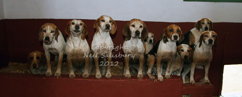 Black Combe Beagles photography by Neil Salisbury of Betty Fold Gallery Hawkshead photography