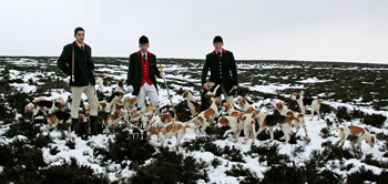 Black Combe Beagles images by Betty Fold Gallery