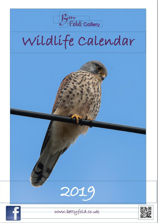 Wildlife Calendars from Betty Fold Gallery