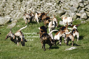 Chilmark and Clifton Foot Beagles Images by Betty Fold Gallery