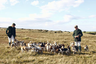 Chilmark & Clifton Foot Beagles by Neil Salisbury Betty Fold Gallery