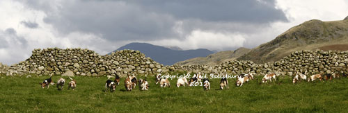 Chilmark Beagles photographs by Betty Fold Gallery Hawkshead Hill Cumbria
