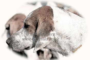 Foxhunting Photographic Art by Betty Fold Gallery