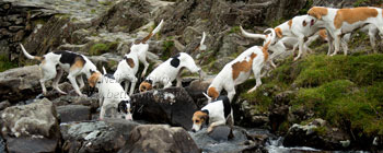 Foxhounds by Betty Fold Gallery