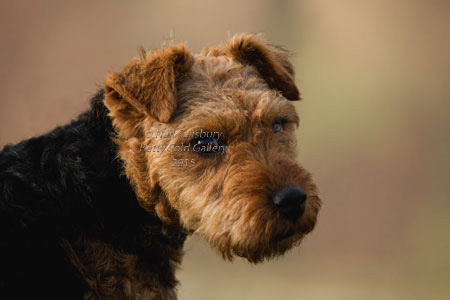 Lakeland Terrier Photography by Betty Fold Gallery