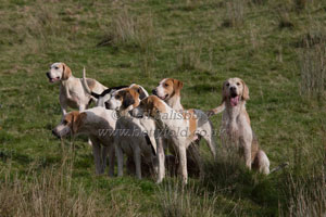 Groups of Foxhounds by Betty Fold Gallery