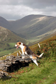 Lakeland Hunting Photography by Betty Fold Gallery