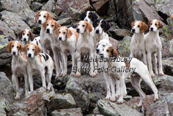 Foxhunting on the Lakeland Fells by Betty Fold Gallery