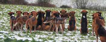 Old English Foxhound Photography by Betty Fold Gallery