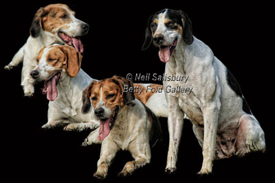 Foxhound Photo Art by Betty Fold Gallery