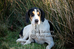 Hound Photography by Betty Fold Gallery