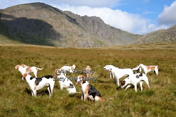 Coniston Foxhound Photography by Betty Fold Gallery