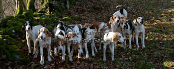 Hounds by Betty Fold Gallery