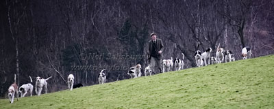 Foxhounds in the Lake District by Betty Fold Gallery