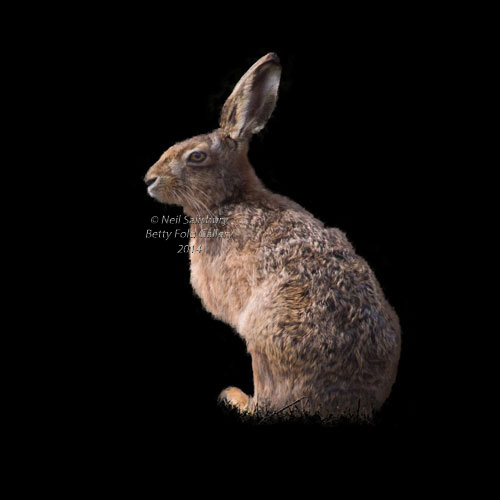 Brown Hare photography by Betty Fold Gallery