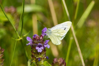 Butterflys by Lakeland  wildlife photographer Neil Salisbury 