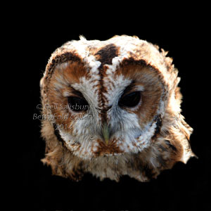 Owl Photography in the Lake District by Betty Fold Gallery