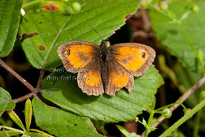 Butterfly Photography by Wildlife Photographer Neil Salisbury