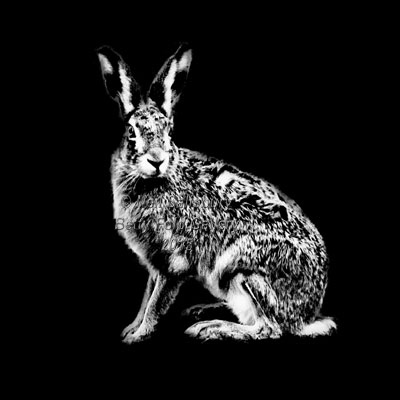 Brown Hare Photography & Prints by Betty Fold Gallery