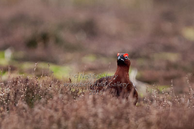 Red Grouse by Betty Fold Gallery Hawkshead Cumbria