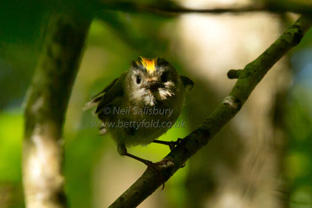Goldcrest images by Neil Salisbury Betty Fold Gallery