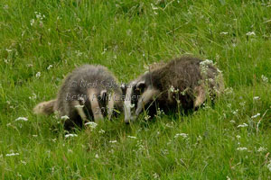 Badgers by wildlife photographer Neil Salisbury