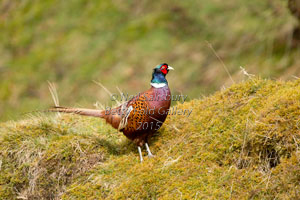 Pheasant Photography by Betty Fold Gallery Hawkshead Cumbria