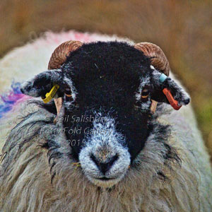 Swaledale Sheep Photography by Betty Fold Gallery Hawkshead Cumbria
