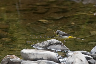 Grey Wagtail by Betty Fold Gallery