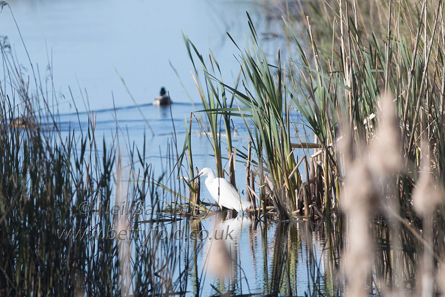 Little Egret Photography by Betty Fold Gallery
