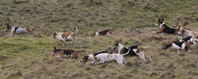 Beagles running photographs by Betty Fold Gallery