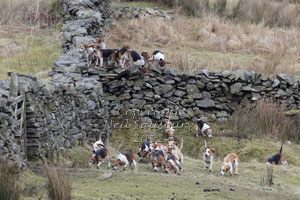 Stowe Beagles photographs by Betty Fold Gallery
