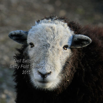 Herdwick sheep photography by Betty Fold Gallery