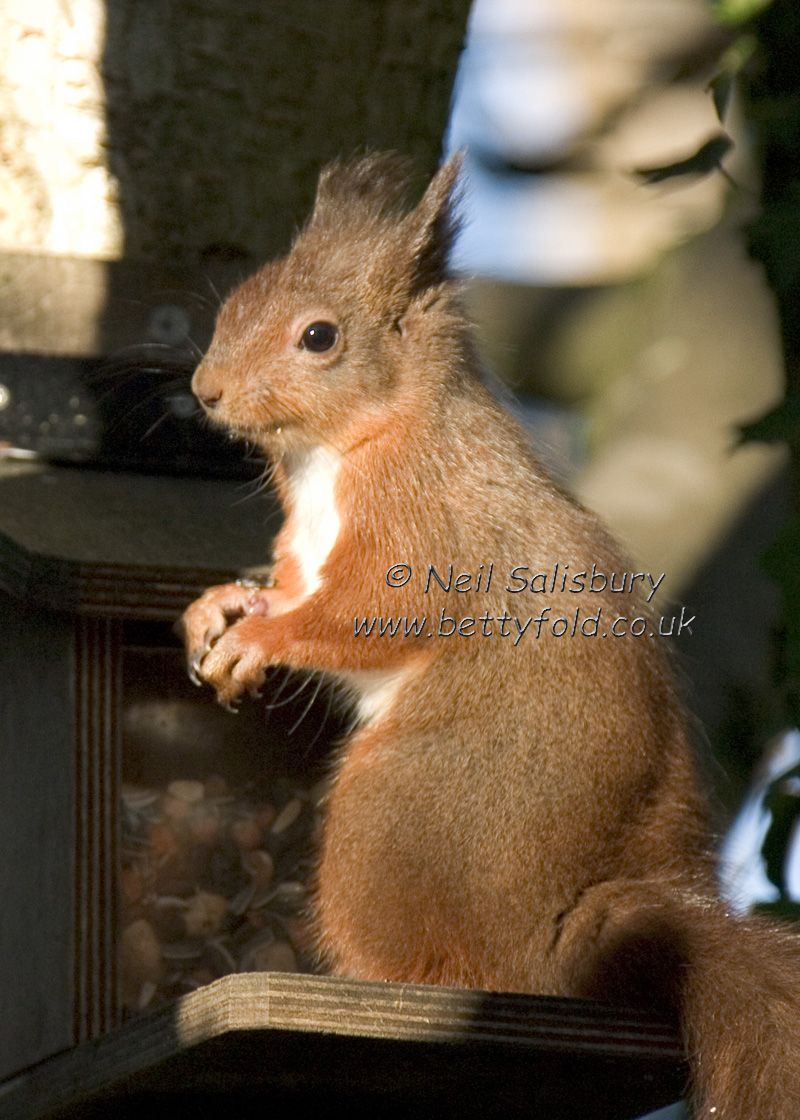 Red Squirrel Photography by Betty Fold Gallery