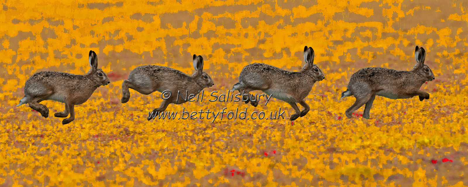 Hare Photography by Betty Fold Gallery