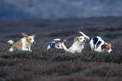 Beagles by Betty Fold Gallery