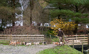 Bleasdale Beagles Photographs by Betty Fold Gallery