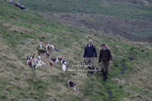 Bleasedale Beagles photographs by Betty Fold Gallery
