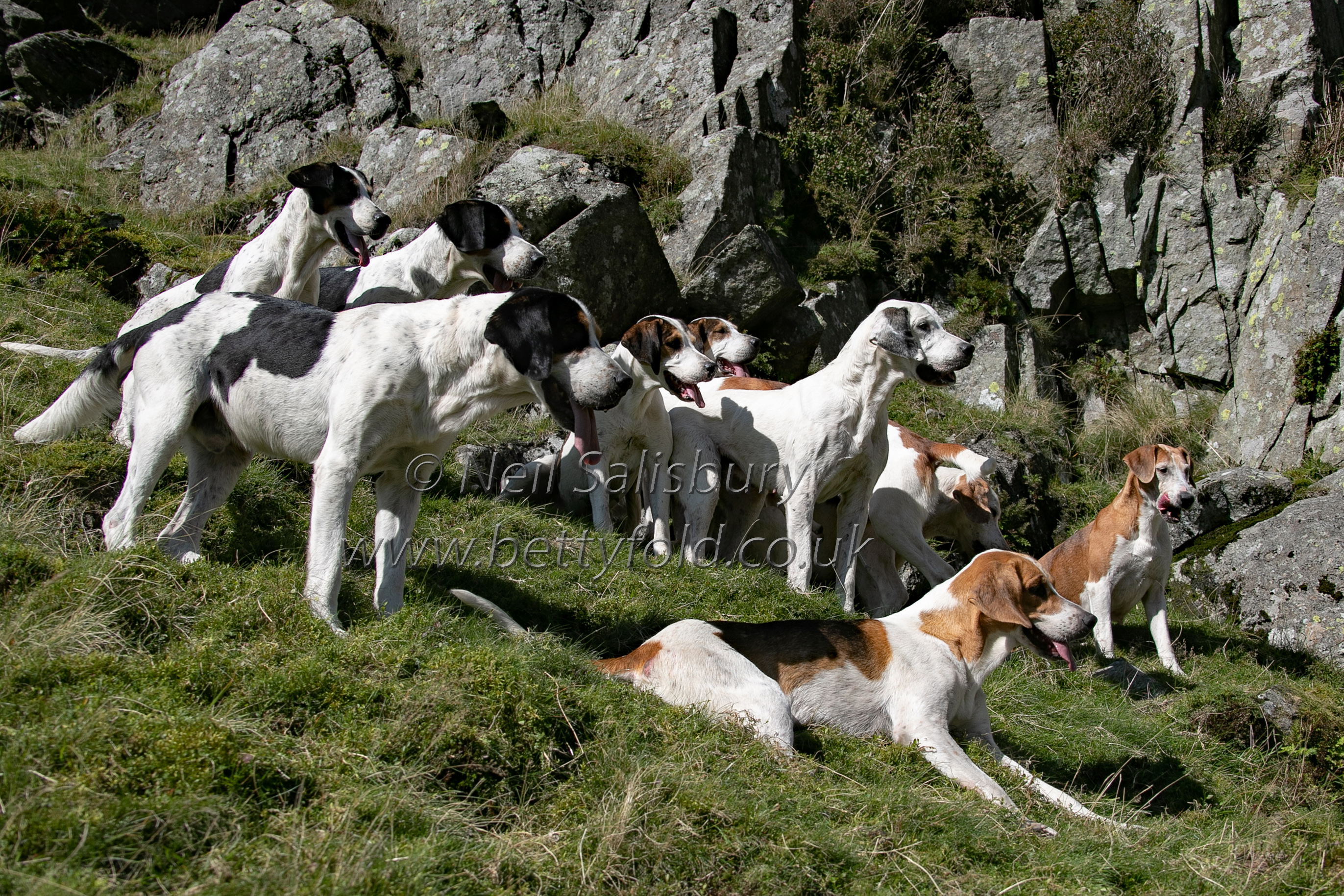 Fell foxhounds by Betty Fold Gallery