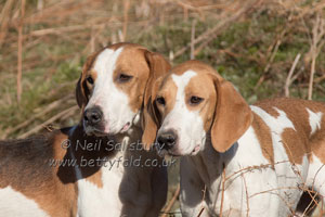 Fell Hounds by Betty Fold Gallery