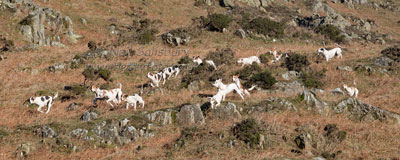 Foxhounds in the Lake District