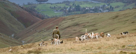 Coniston Foxhounds by Betty Fold Gallery